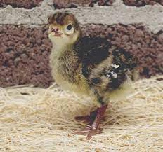 Maybe you would like to learn more about one of these? Broad Breasted Bronze Turkey Dunlap Hatchery