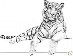 In this art lesson learn how to draw a realistic bengal tiger's face / final part. How To Draw Tiger Face Archives How To Draw