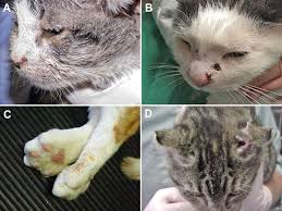 Cats generally are not prone to cowpox.however, they can get cowpox occasionally. Feline Respiratory Disease Complex Veterinary Clinics Small Animal Practice