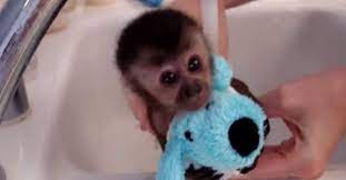 4 month old benji get a bath in the kitchen sink. She Holds A Rescued Monkey Under Running Water Her Reaction Omg Littlethings Com