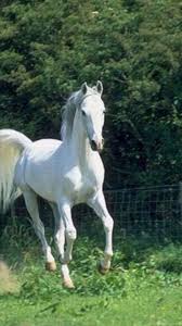 Perfect horse wallpaper hd for your desktop computer tablet or phone high definition blog horse wallpaper beautiful horses horses. Wallpapers White Stallions On The Run Black Stallion Horse Desktop Background