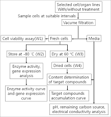 Therefore, it is prudent to use in vitrocell and tissue cultures for the production of anthocyanins as the potential alternative to synthetic coloring agents. Production Of Useful Secondary Metabolites Through Regulation Of Biosynthetic Pathway In Cell And Tissue Suspension Culture Of Medicinal Plants Intechopen