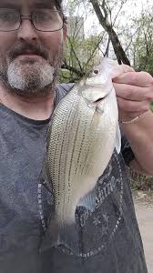Can we catch striped bass in Central Alabama?