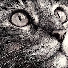 Muthis Karakalem Calismalari Vazgecmem Net Mit Bildern Katzengesicht Katzen Zeichnungen Katze Zeichnen