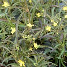 Image result for Lysimachia brevipes