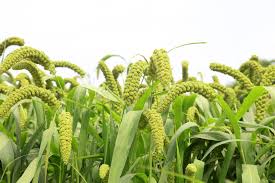 Image result for Millettia lasiantha