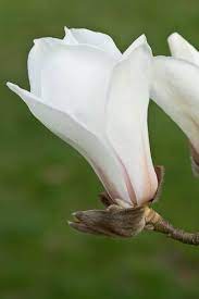 110328 431 Magnolia Cyclindrica Jpg Magnolia Flower Tulip Magnolia Flowers Photography