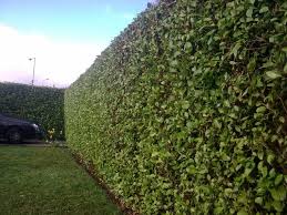 Cobertura O Cerca Verde Por Que Este Tipo De Cerca Todavia Esta De Moda Nuevo Decoracion Arbustos De Jardin Diseno De Jardin Moderno Arbustos