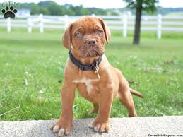 It gives the impression of grandeur and dignity. Dogue De Bordeaux Puppies For Sale Greenfield Puppies