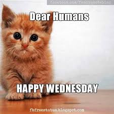 Entertainment, showbiz, music, viral videos. Inspirational Wednesday Quotes With Funny Wednesday Memes I Love Text Messages