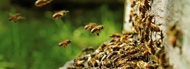 However, if you have a bee problem that lies on public property you can get free honey bee removal in orlando.this is any right of way property owned by the city, state, or even power company. Professional Bee Removal Service Ehrlich Pest Control