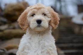 Proper grooming and care can help prevent these. Chocolate Labradoodle Puppies