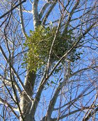 Choose eucalyptus species that are well adapted to the location, including tolerance to the prevailing moisture conditions. Mistletoe Wikipedia