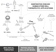 How Can Human Pluripotent Stem Cells Help Decipher And Cure Huntington S Disease Cell Stem Cell