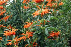 Food lion requires full traceability of all the seafood it sells to ensure we know how it was harvested. Leonotis Leonurus Wikipedia
