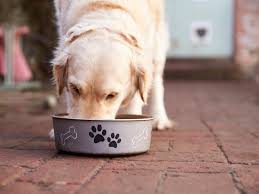 We did not find results for: Can Dogs Eat Cashews Canine Hq