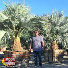 This is another palm that can be used in a variety of landscape designs ranging from native to the rocky canyons of baja california and sonora, mexico, this rare, slow growing palm is a real crowd pleaser! Mexican Blue Fan Palm Palm Tree Palm Paradise Nursery