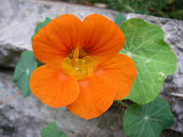 Very easily grown, versatile plants, flowering freely throughout the summer. Floral Nasturtium Cookies