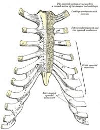 Pin On Exercise