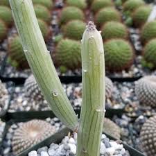Image result for Senecio hochstetteri