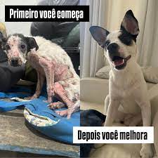 Depois: cão recuperado após reabilitação