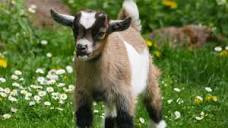 Frolic – It's What Baby Goats and Sheep Do – Quiet Valley Living ...