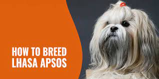 Breeding Lhasa Apsos Temperament History Litter Size Faqs