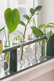 The zz plant is native to eastern africa, tanzania, cania and south africa. How To Care For The Zz Plant All About Caring For A Zz Plant Indoors