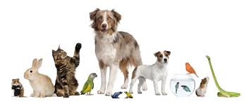 Targul de pasari si animale va fi organizat in fiecare duminica, de la ora 7.00 in rondul de la baba novac. Targ De Animale Online Posts Facebook