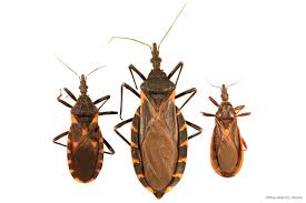 Found A Bug Kissing Bugs And Chagas Disease In The U S