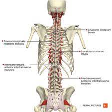 7 years ago7 years ago. Thoracic Anatomy Physiopedia