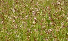 Image result for Themeda triandra