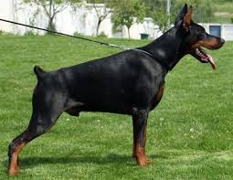 How big are doberman puppies? Pennysaver European American Akc Doberman Pinscher Pups In Santa Clara California Usa