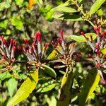 Image result for Agelanthus