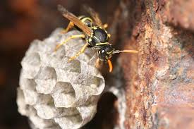 Pourtant, vous auriez tort de leur vouer une haine farouche, car malgré leur mauvaise réputation, elles ne sont pas si inutiles que vous le pensez, et pourraient même vous être d'une grande utilité ! 5 Choses A Faire Si Vous Decouvrez Un Nid De Guepes Ou De Frelons Chez Vous