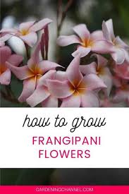 Prices aren't too bad either! How To Grow Frangipani Plumeria Gardening Channel