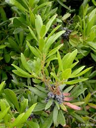 The underside of the leaves, as i remember, have little bumps. Pacific Wax Myrtle Annadel Plants Inaturalist