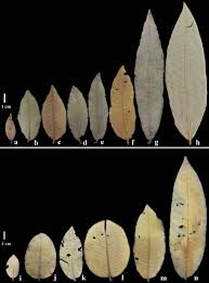 Image result for Parinari capensis