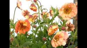 Geum flowers are held above the evergreen foliage on wiry stems, giving them a light, airy feeling. Best Perennials Geum Mai Tai Aven Youtube