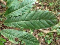 Image result for Hexalobus