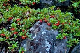 Image result for Uvaria schweinfurthii