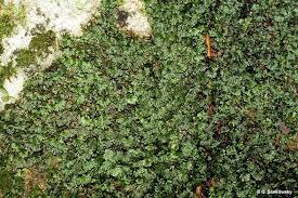 Image result for Crepidomanes fallax