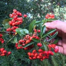 Image result for Pycnosphaera buchananii