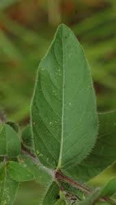 Image result for Lannea humilis