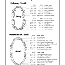 15 Bright Pediatric Tooth Chart Letters