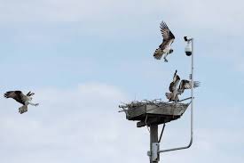 Osprey Cam | Barnegat Light | Conserve Wildlife Foundation of NJ