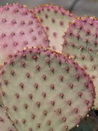 Image result for Opuntia