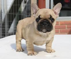 Black And Brown French Bulldog Puppies French Bulldog Tan Cute Dogs Bulldog French Bulldog Names Girl