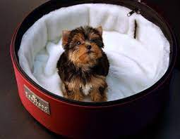 Maybe you would like to learn more about one of these? New From Sleepypod Dog Milk Dog Carrier Dog Cat Pets