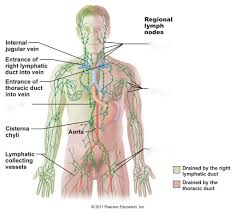 The hilum (hilar area) is bordered in blue in this figure. Lymph Nodes Diagram Quizlet